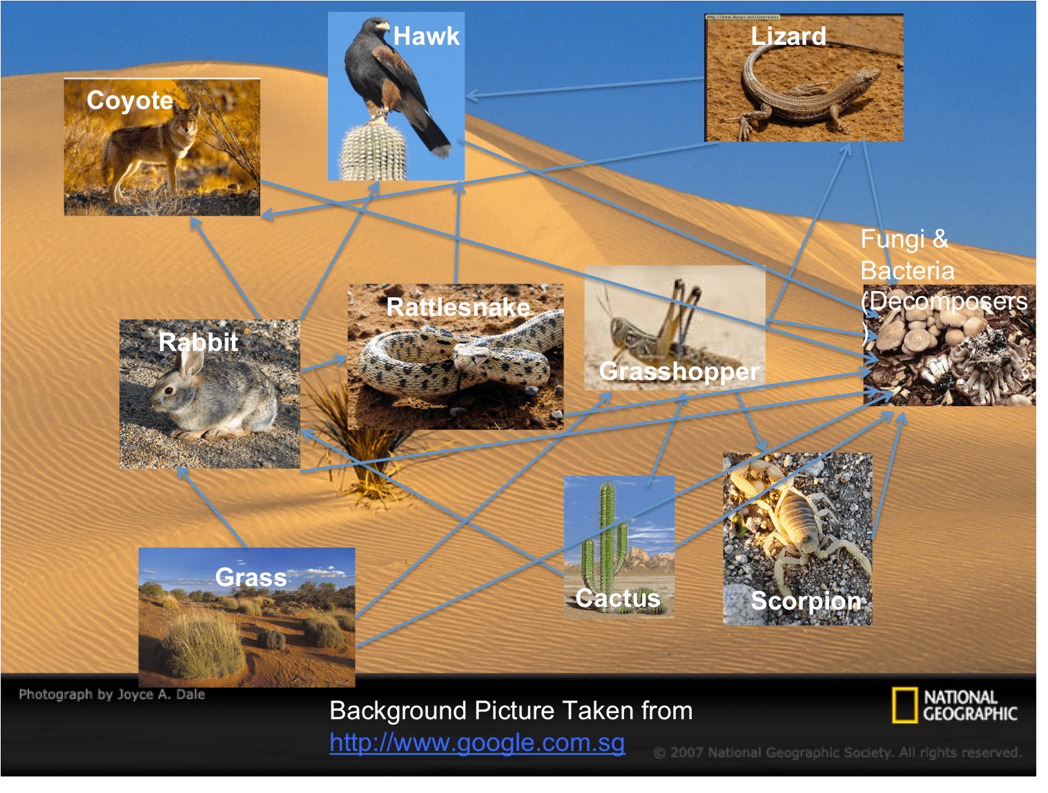 apassionforscience / 1E2_2011 Group 4 Desert